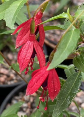 Fuchsia magellanica 'Pumila' 